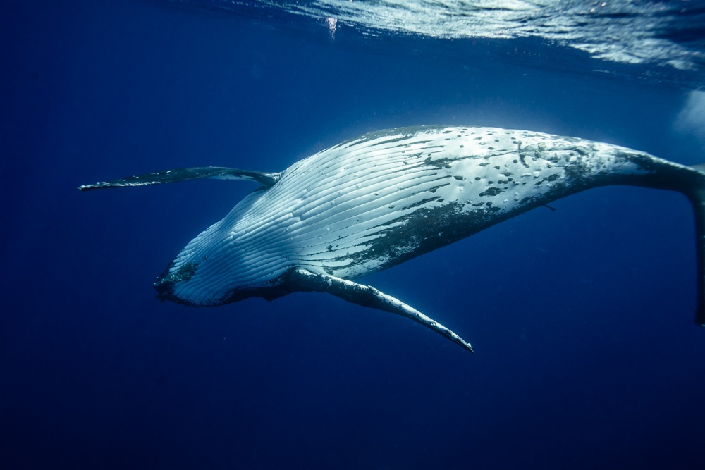 swimming with whales