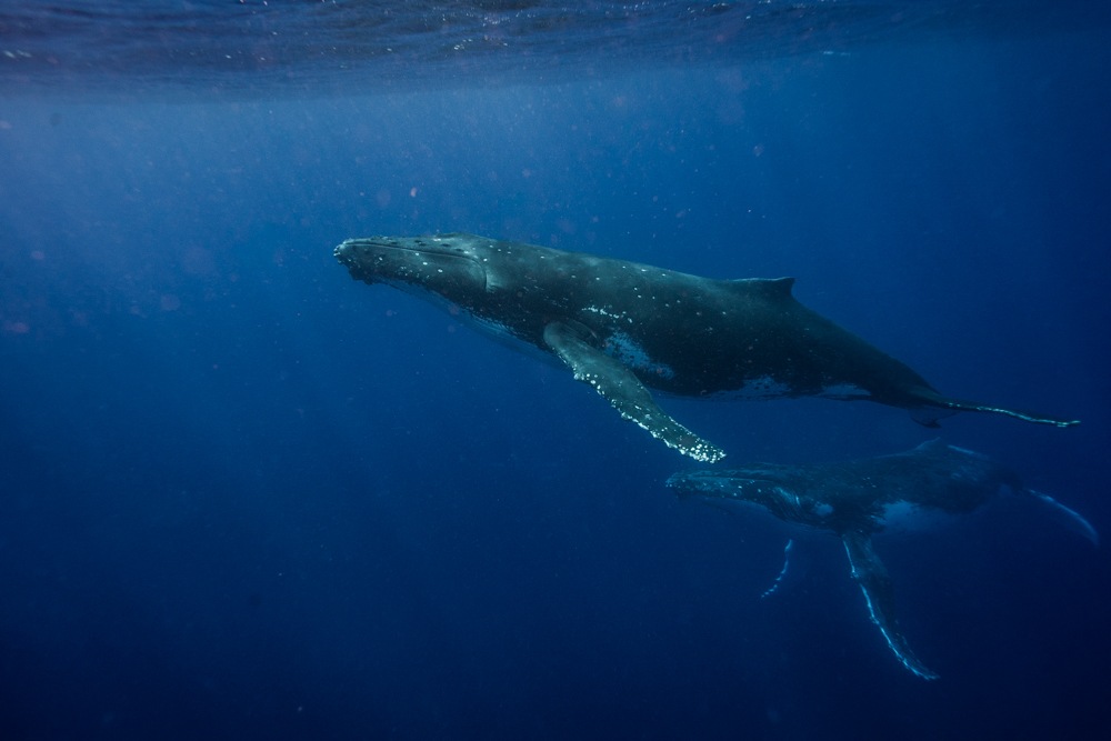 swimming with whales