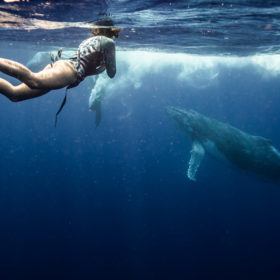 swimming with whales