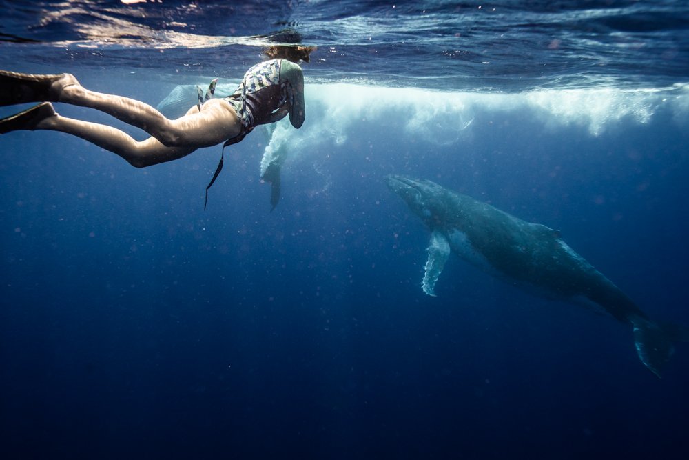 swimming with whales