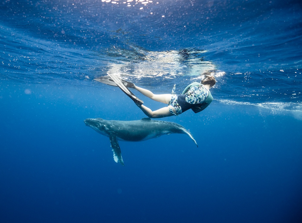 tonga whale swim