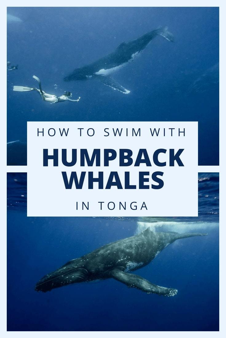 Here's everything you need to know about swimming with the humpback whales in Tonga. Tips on when to book your trip, how to prepare for it, and a complete packing list are all included #BucketlistTravel #TongaTravelTips