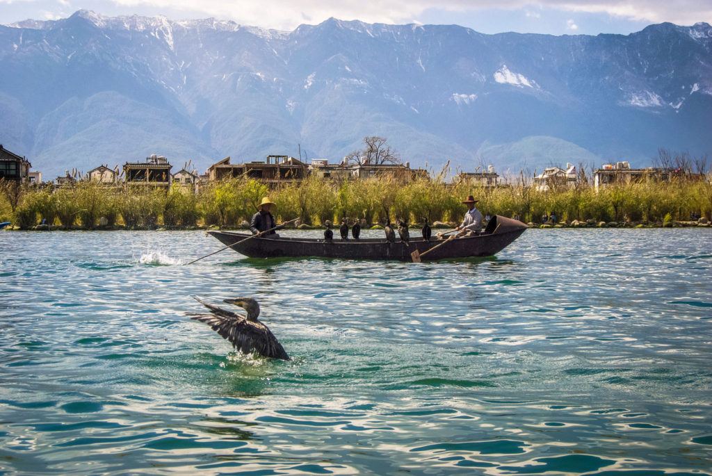 Cormorant birds and fishermen in rural China, 2014