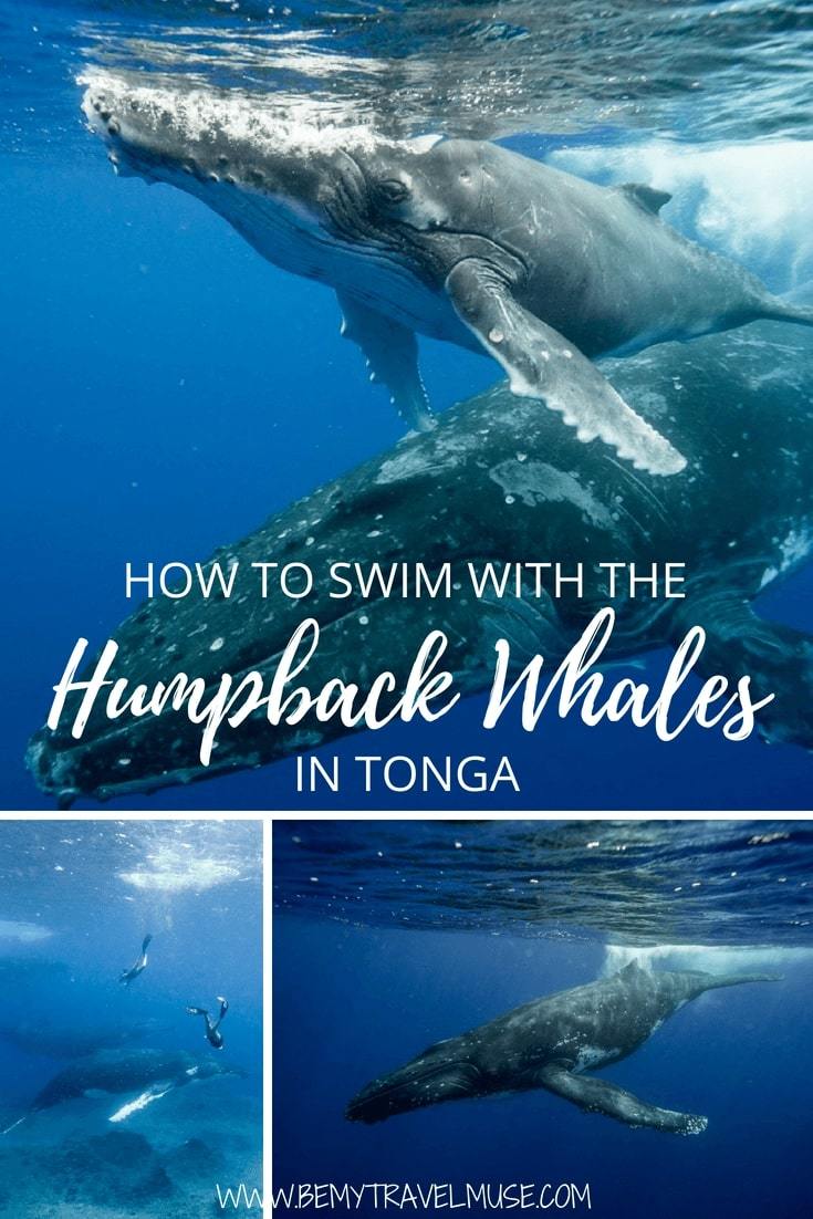 Have you ever wondered how it feels to swim with humpback whales in their natural habitat? My recent freediving trip to Tonga helped me checked this off the bucket list. No words can explain the experience, but I am going to try anyway. #HumpbackWhales #Tonga #BucketListTravel