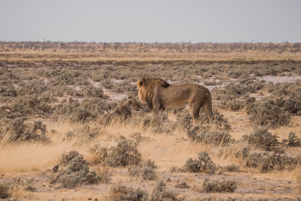 Etosha National Park namibia road trip