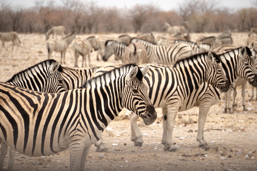 namibia road trip