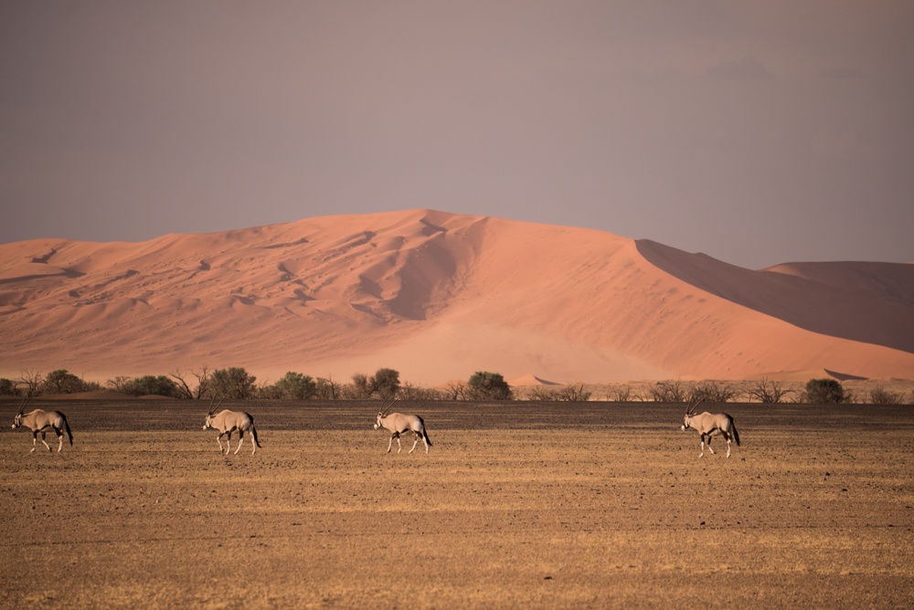 sossusvlei namibia