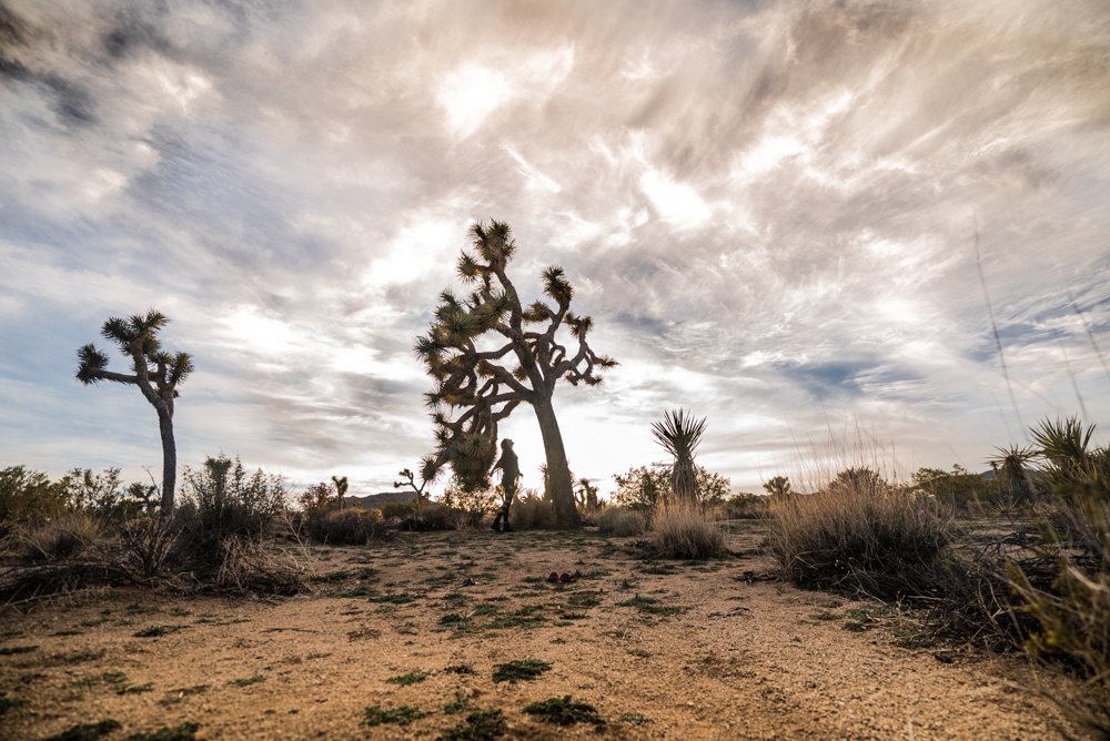 joshua tree