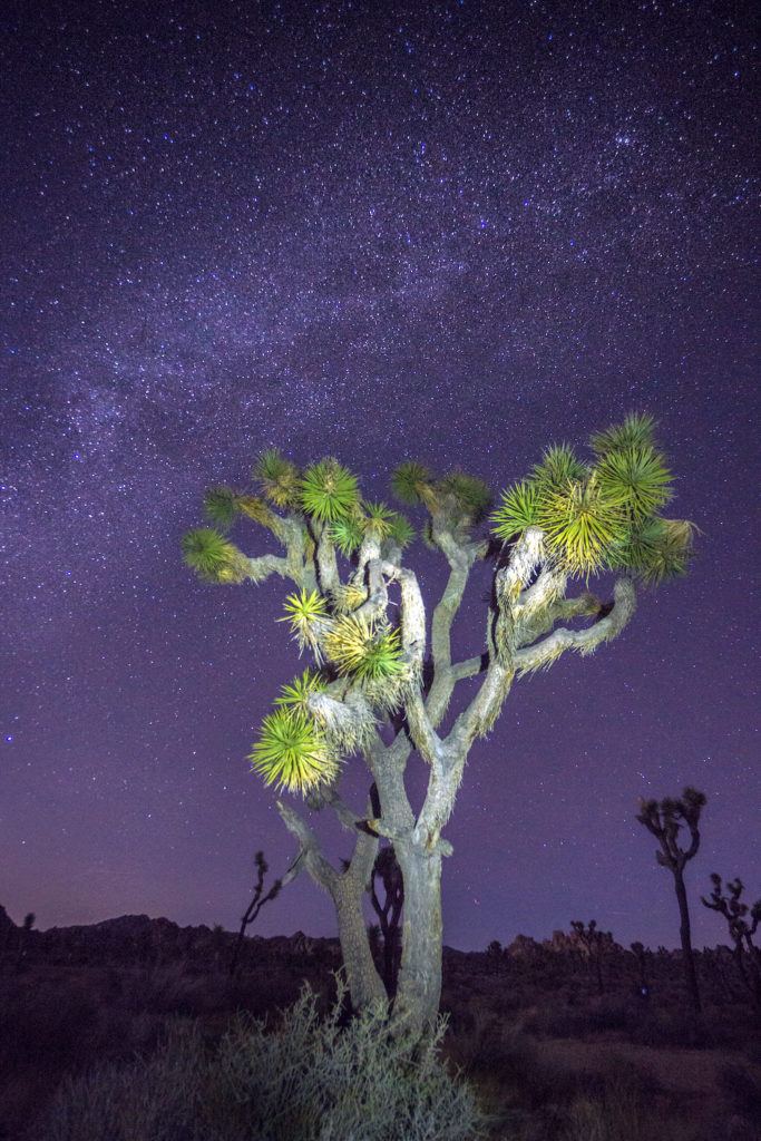 joshua trees