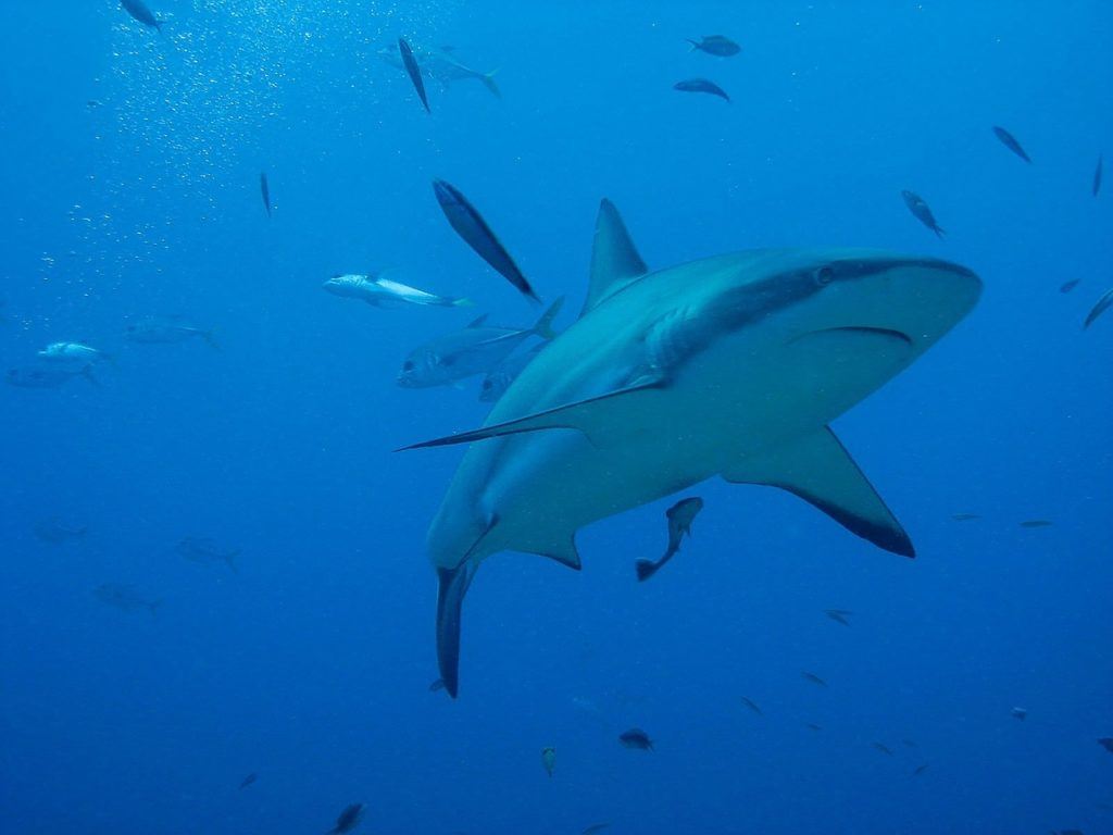 Where in the World to Go Swimming with Whale Sharks 