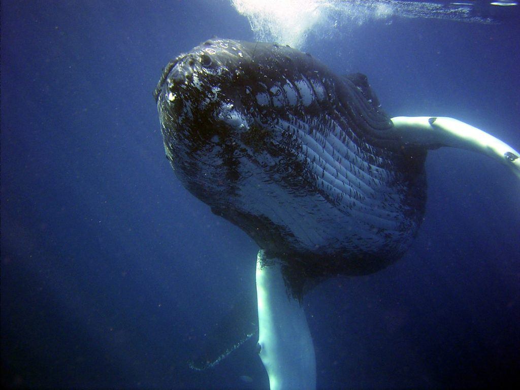 Want to Swim With Whales? Here's Where to Go