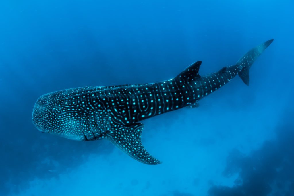 Where in the World to Go Swimming With Whale Sharks 