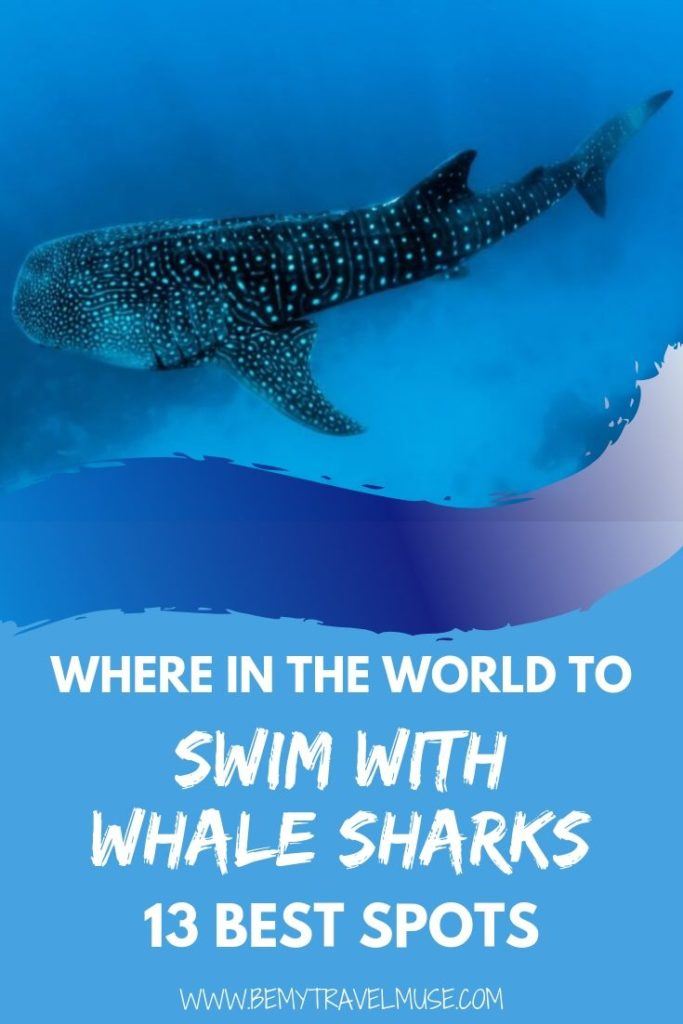 Where in the world can you swim with whale sharks ethically? Here are 13 spots around the world that you can swim with whale sharks in the wild, a bucket list item for all of the underwater adventure enthusiasts out there! #WhaleSharks