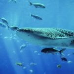 where to swim with whale sharks