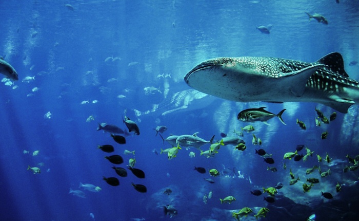where to swim with whale sharks-2