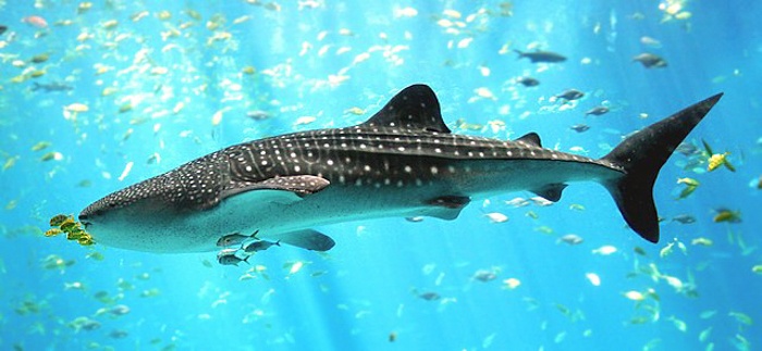 where to swim with whale sharks-4