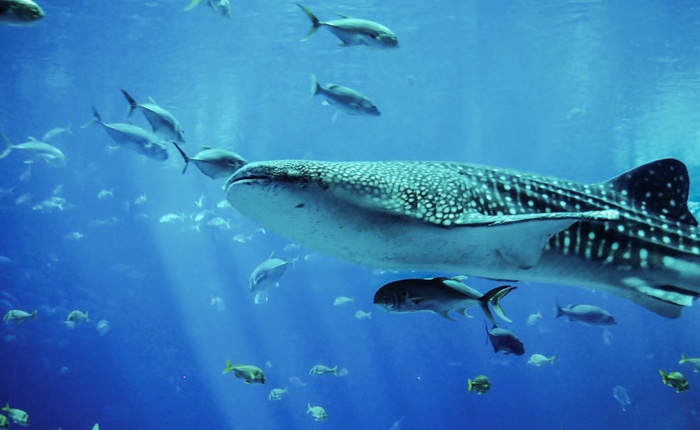 where to swim with whale sharks
