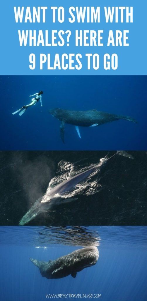 Is swimming with whales on your bucket list? Here are 9 awesome spots around the world where you can swim with whales ethically and in the wild, including Tonga, Tahiti, Western Australia, Mozambique, Norway and more. #whales #bucketlist