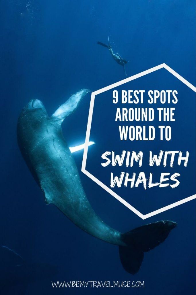 Here are the 9 best spots around the world to fulfil your dreams of swimming with whales, from sperm whales to humpbacks and orcas! These destinations have ethical operations that allow visitors to swim with whales in the wild. Click to find out where they are, and what you can expect from a whale swim trip. #bucketlisttravel