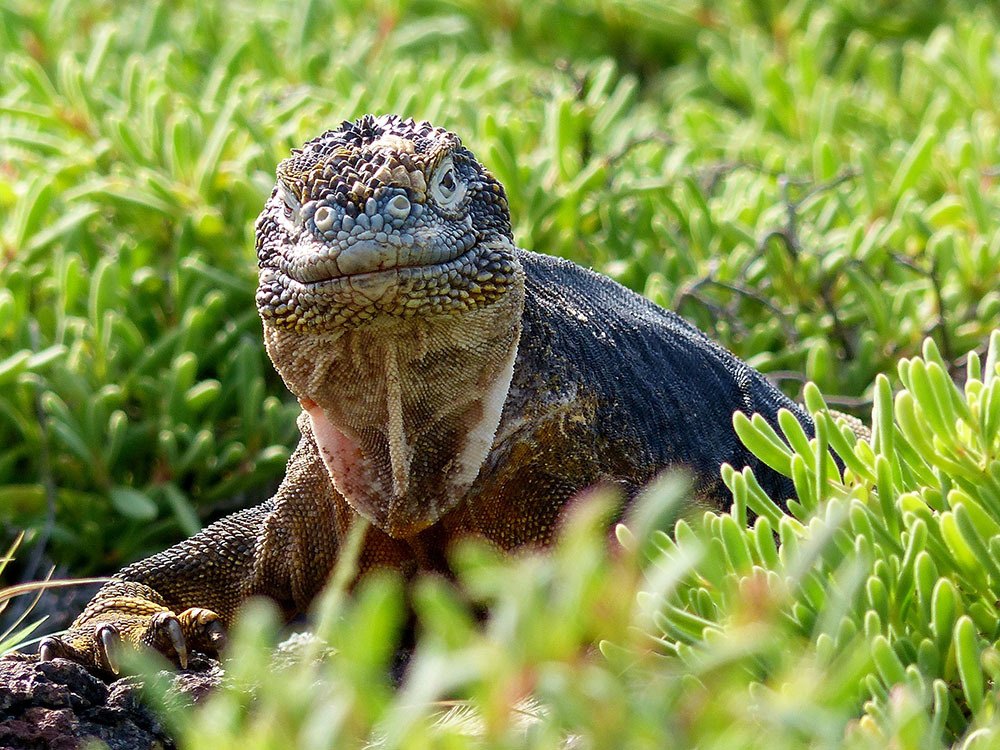 30 Animals of the Galapagos and Where to Find Them