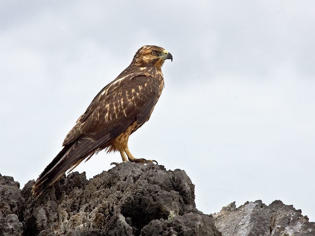 30 Galapagos Islands Animals and Where to Find Them