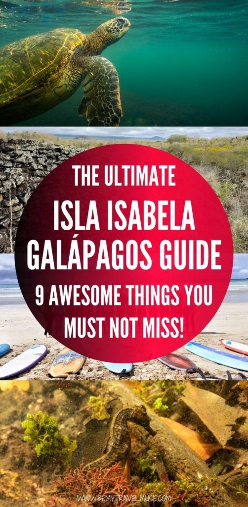 Isla Isabela in the Galápagos is the biggest island in the group, with amazing wildlife including seahorses, sea lions, turtles, manta rays, sharks, and more. Click to read the 9 awesome things you must not miss when in Isla Isabela in Galápagos, plus essential information on accommodation, food and transportation #Galapagos