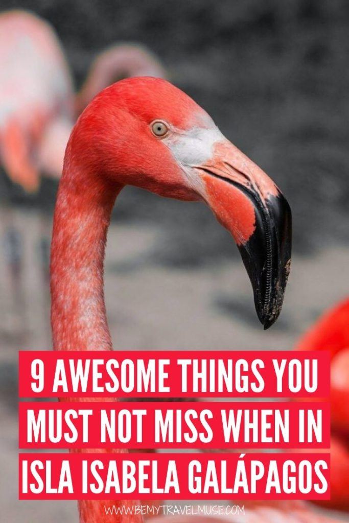 Here are 9 awesome things you must not miss when in Isla Isabela Galaápagos, including the popular spots like Las Tuneles and Wall of Tears, but also a few lesser known spots and fun activities to try out. Guide to accommodation, transportation and food included! #Galaápagos