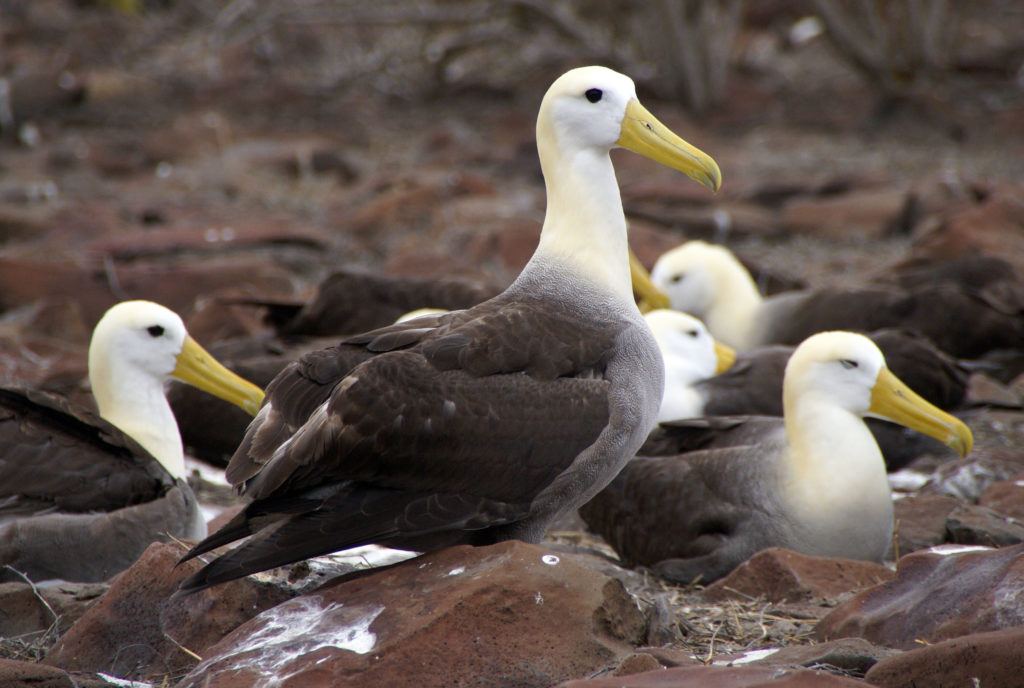 30 Galapagos Islands Animals and Where to Find Them