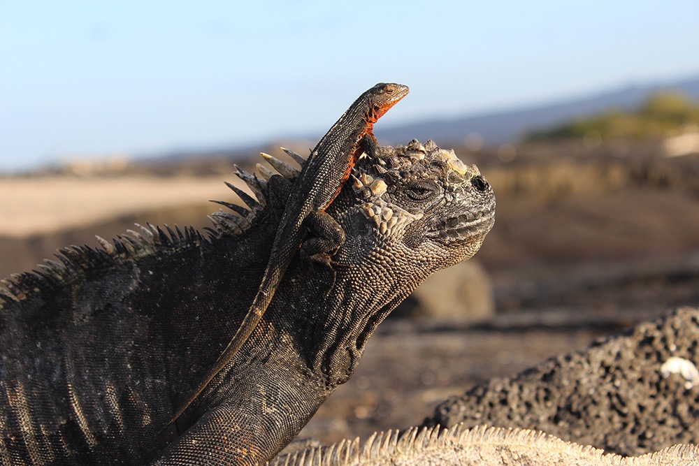 30 Animals of the Galapagos and Where to Find Them