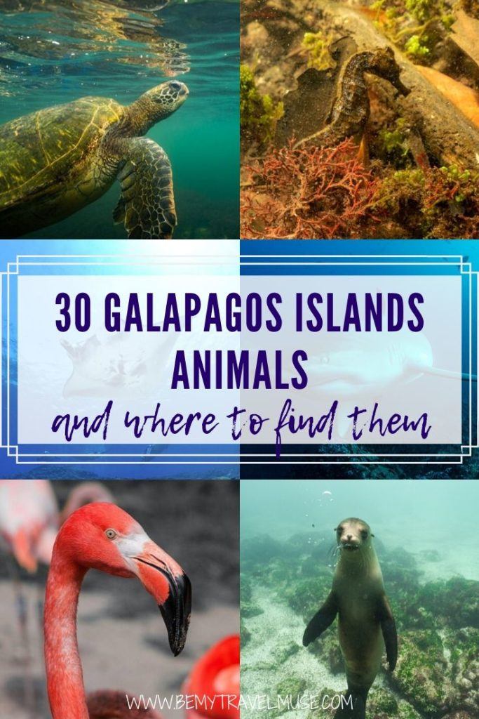 Animals lover, you are going to LOVE the Galapagos! Here are 30 animals you can find on the Galapagos Islands, and a complete guide to spotting them. #Galapagos