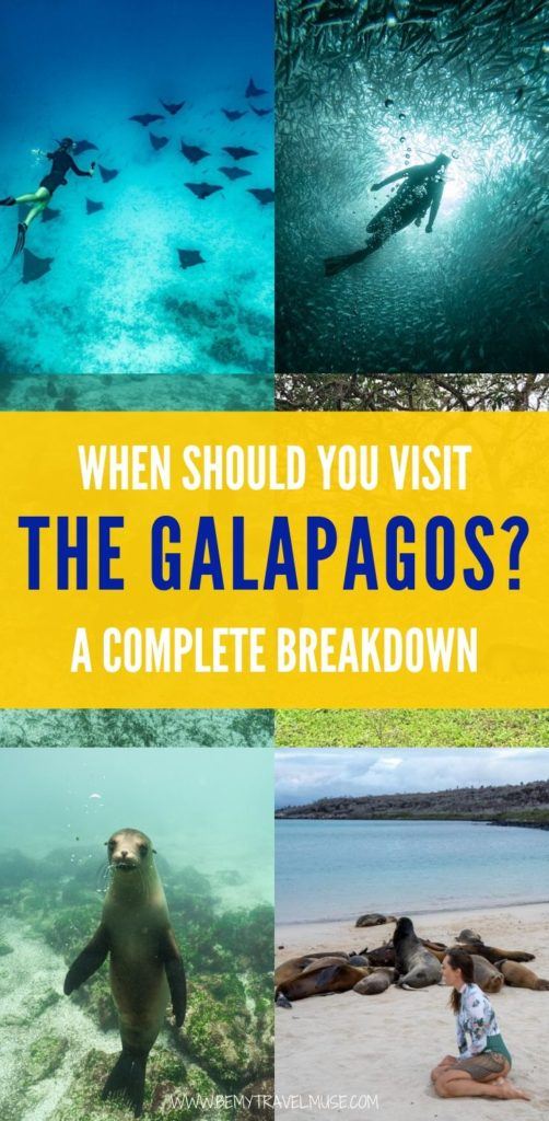 Planning a trip to the Galapagos islands? Here is a complete breakdown on the best month to visit the Galapagos islands, with information on the weather, prices and wildlife availability each month to help you decide when to go! #Galapagos