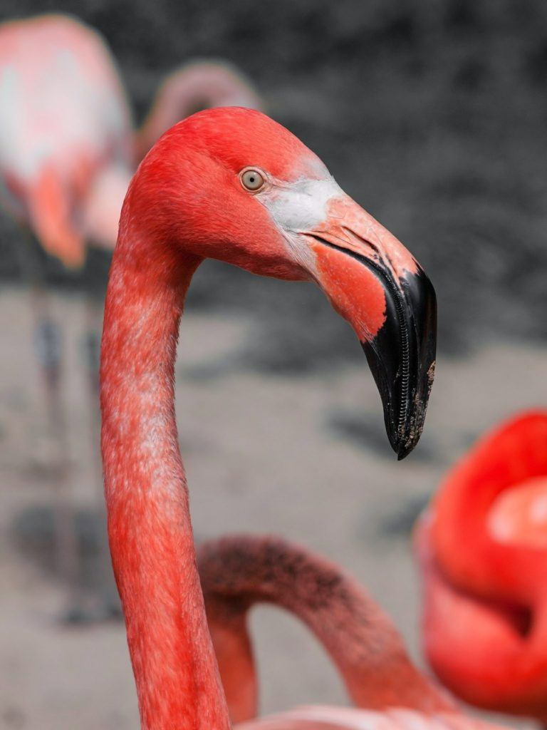 30 Animals of the Galapagos and Where to Find Them