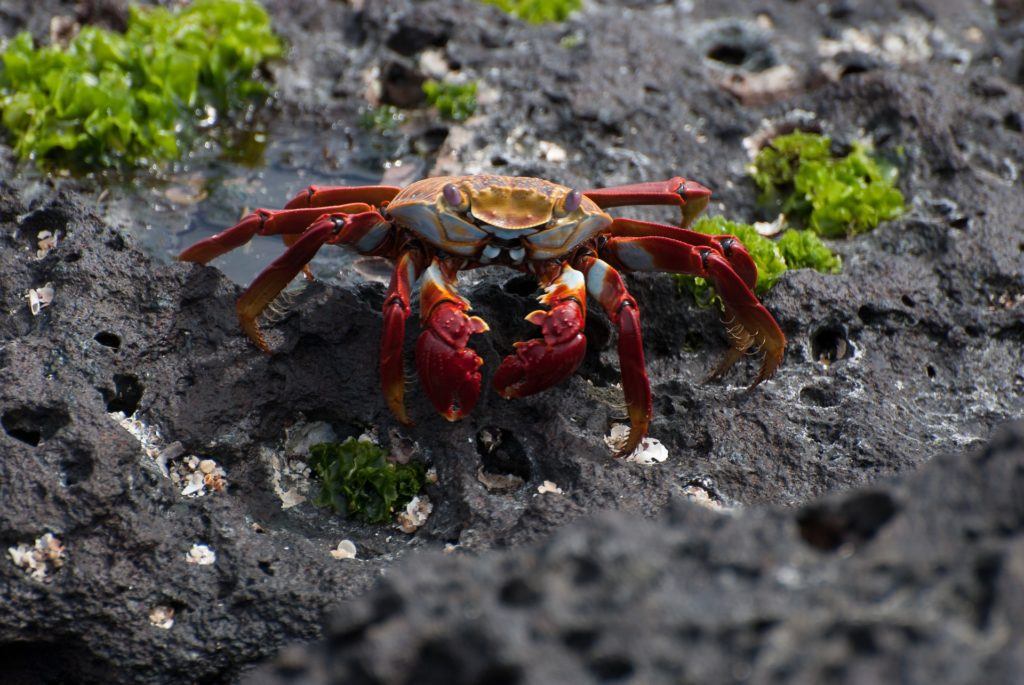 30 Animals of the Galapagos and Where to Find Them