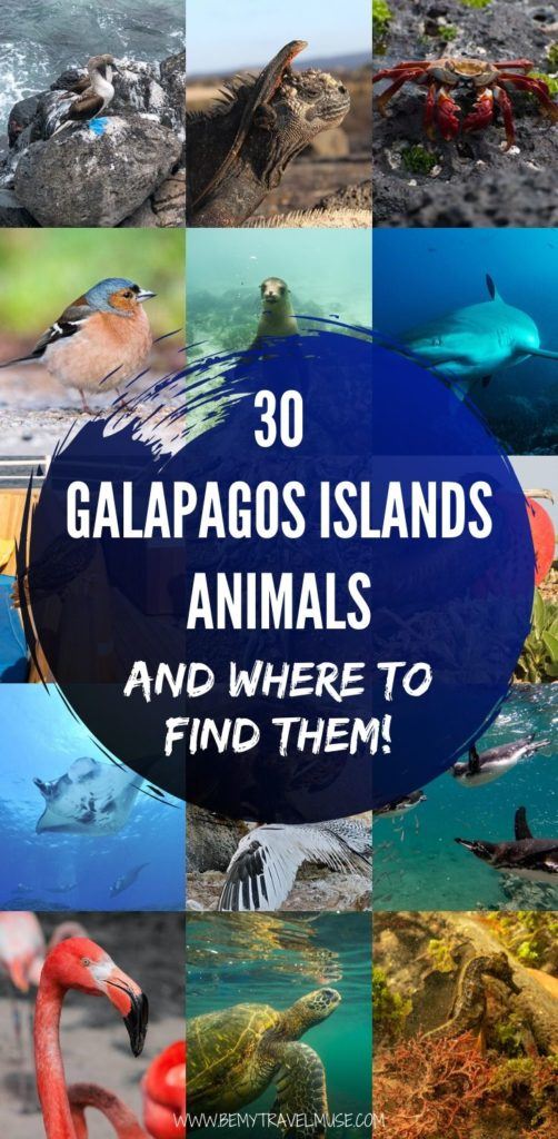 The abundance of animals on the Galapagos Islands will blow your mind! Here are 30 peculiar, beautiful animals on the Galapagos Islands, and a complete guide to finding them! If you love wildlife, this is perfect for you. #Galapagos