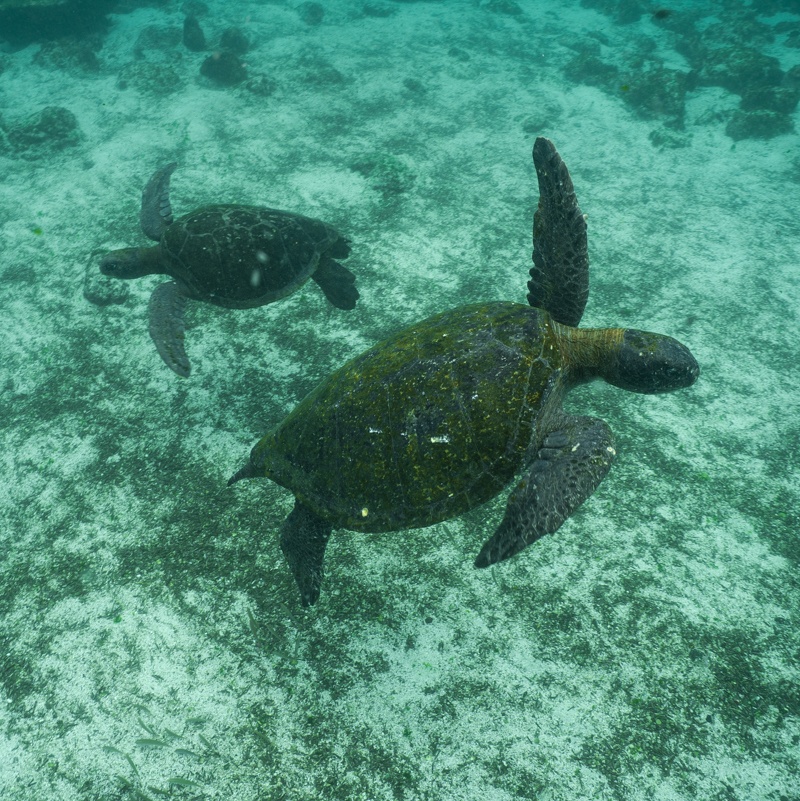 Galápagos on a budget