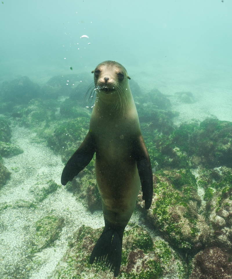 galapagos on a budget-12