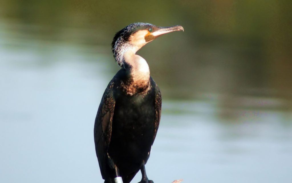 30 Animals of the Galapagos and Where to Find Them