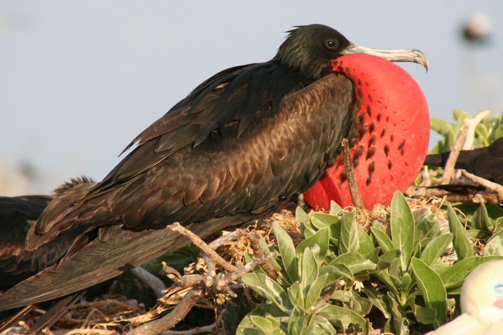 30 Animals of the Galapagos and Where to Find Them