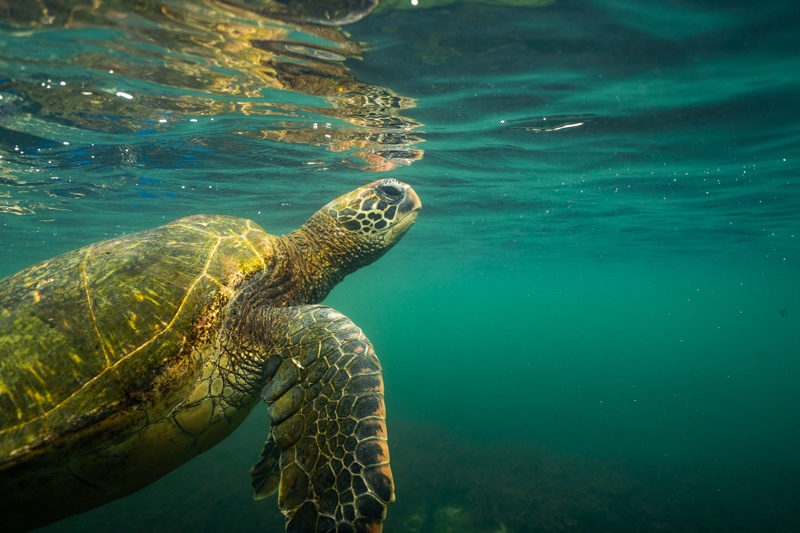 isla isabela galapagos