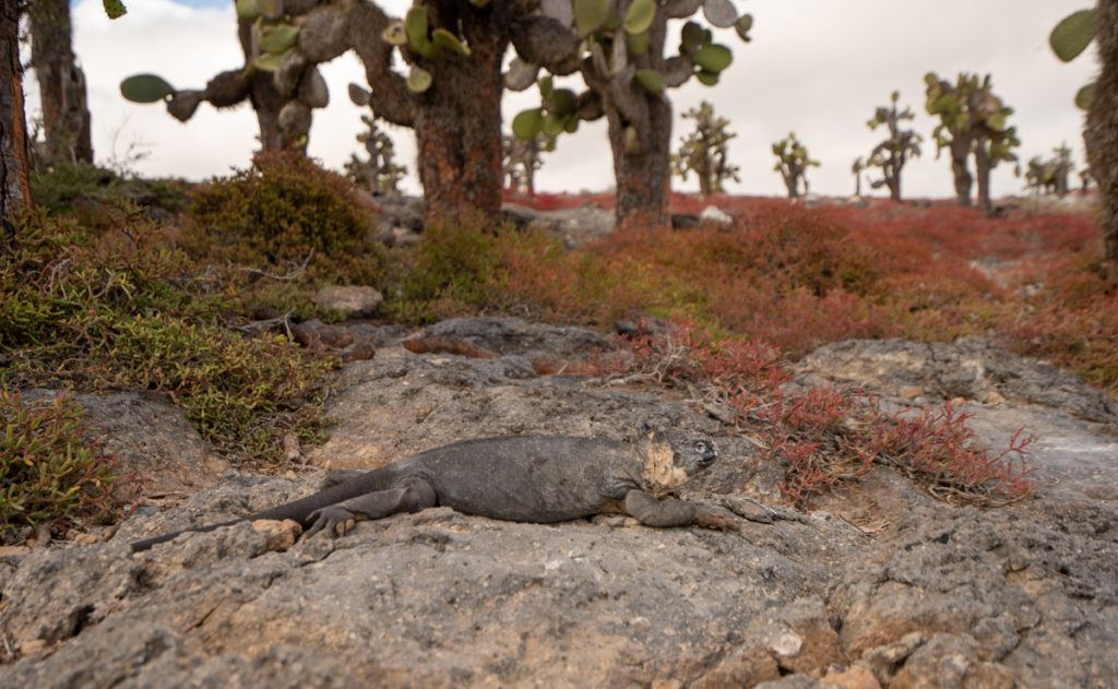 best Galapagos cruise