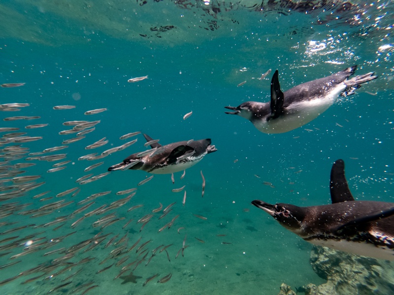 best Galapagos cruise