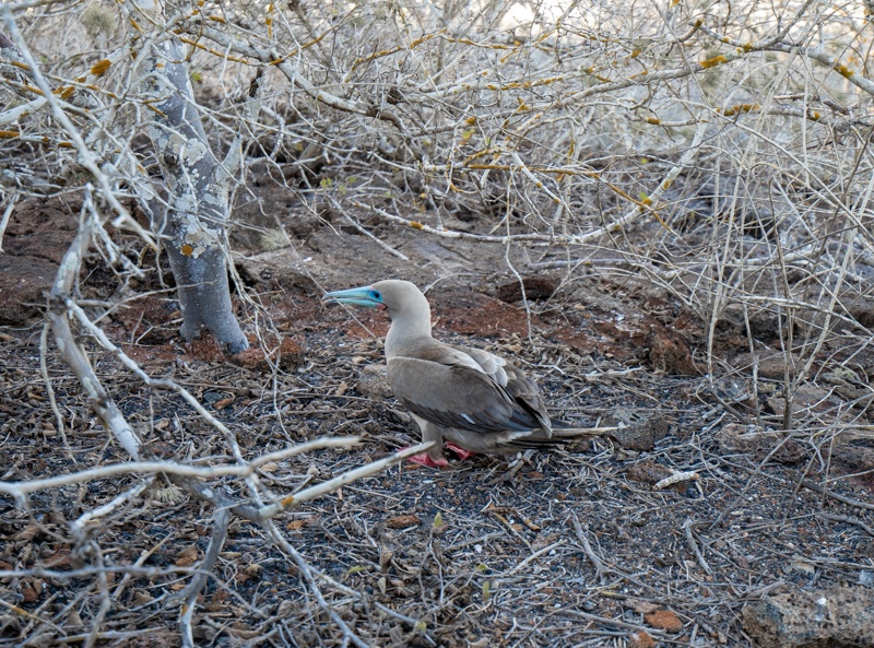 best Galapagos cruise