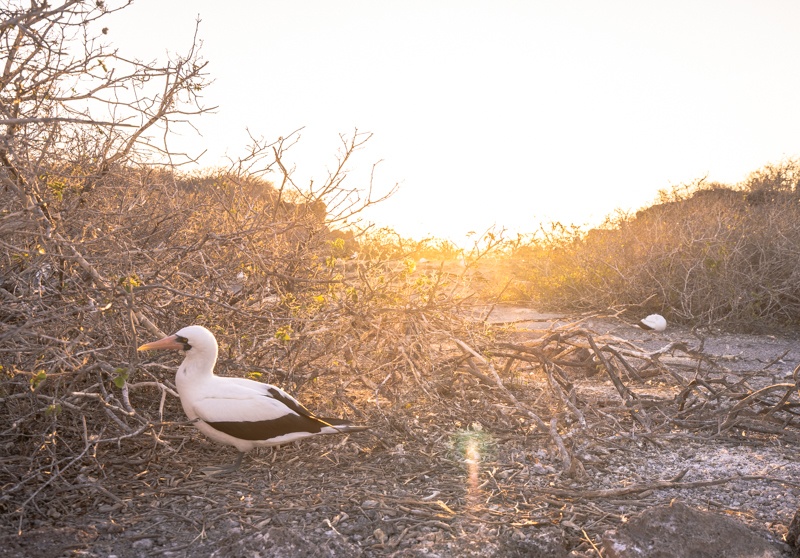 best Galapagos cruise