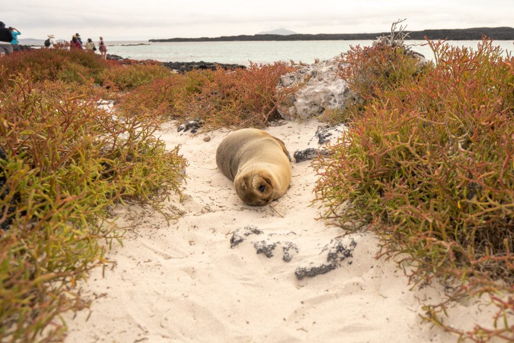 best Galapagos cruise