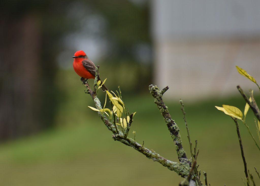 30 Animals of the Galapagos and Where to Find Them