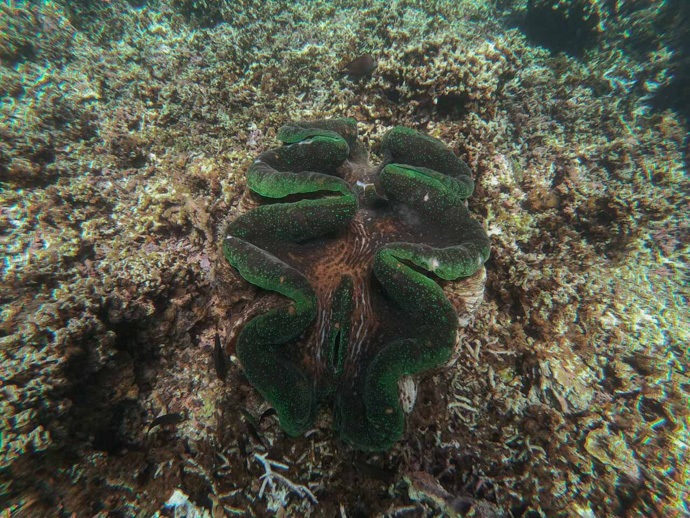 10 top things to do in Samoa - Giant Clams Sanctuary