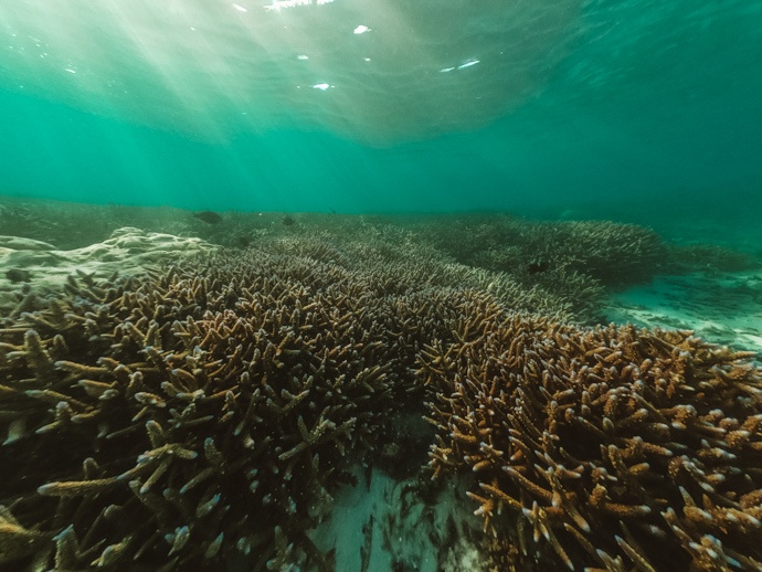 10 top things to do in Samoa - Palolo Deep Reserve Coral Reef