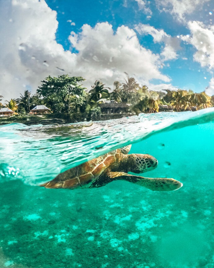 10 top things to do in Samoa - Sea Turtle 