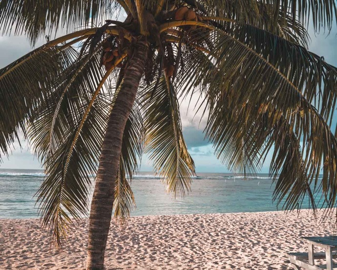 10 top things to do in Samoa - Palm tree on sandy beach in Savai'i