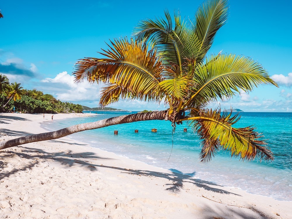 single palm stretching towards bright turquoise waters of denis bay